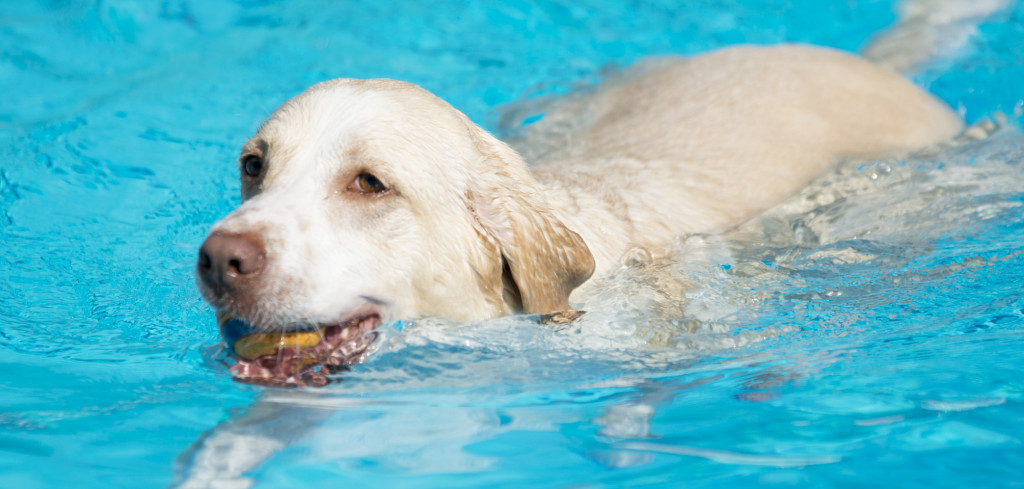 Kallie, a 5-year-old lab mix, swims in the Maj. Douglas A. Zembiec pool on the Henderson Hall portion of Joint Base Myer-Henderson Hall, Sept. 5, 2014, during Pups in the Pool. The event at Zembiec Pool had 10 dogs and 21 people attend. (JBM-HH PAO photo by Rachel Larue)