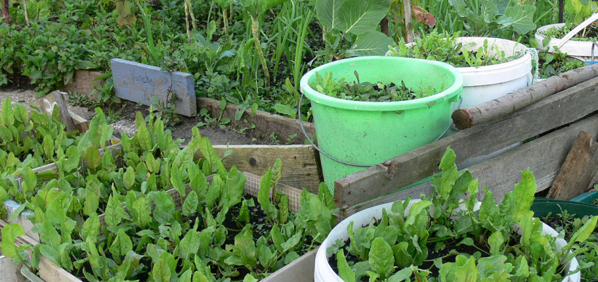 Ušetřete za potraviny, pěstovat zeleninu můžete i na balkoně